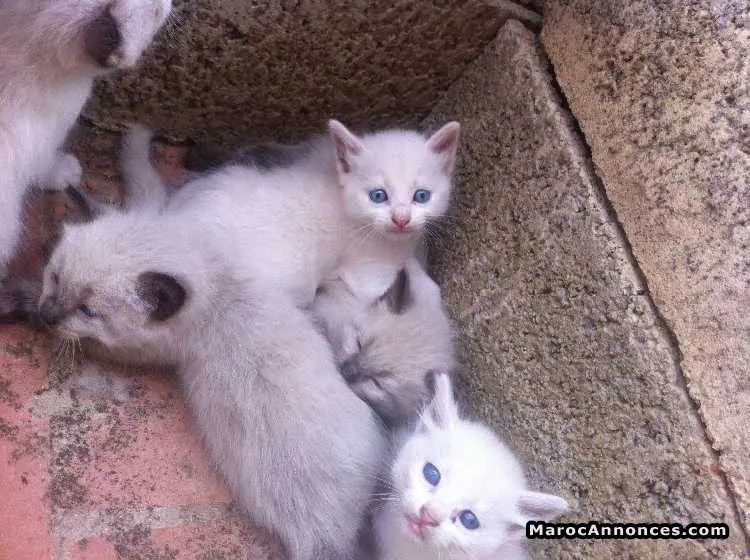Chaton himalayen et sacrées de birmanie - الدار البيضاء (3)