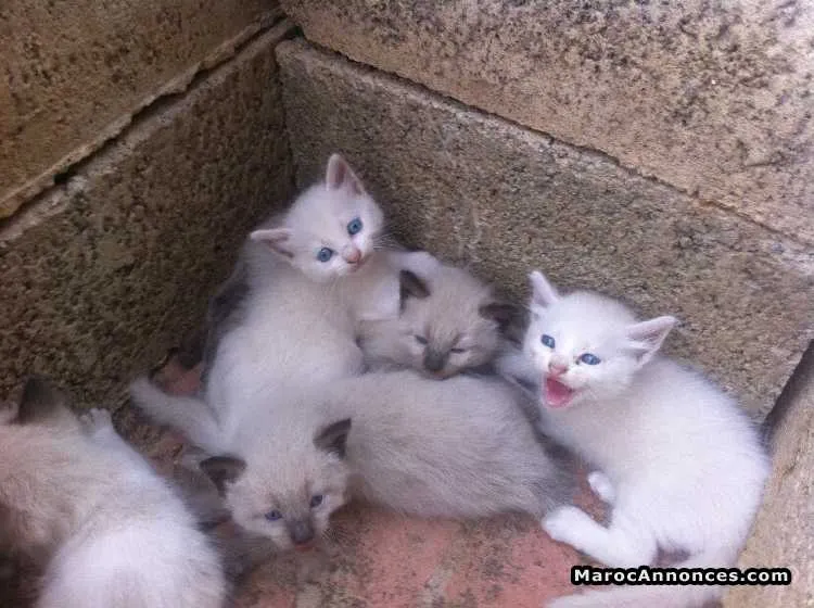 Chaton himalayen et sacrées de birmanie - الدار البيضاء (2)
