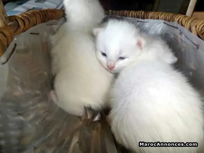 Chaton angora turc - الدار البيضاء (2)