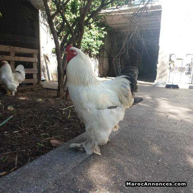 Coq géant  à vendre - الدار البيضاء (2)