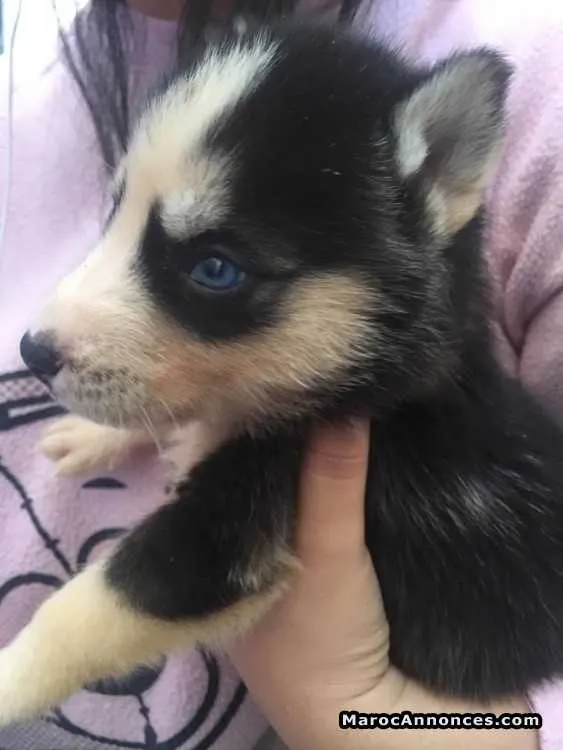 Husky sibérien male - الدار البيضاء (2)