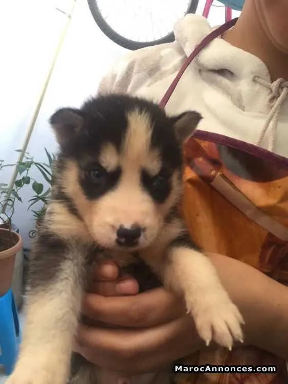 Husky sibérien male - الدار البيضاء