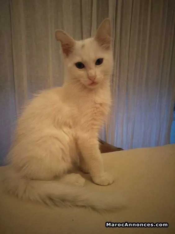 Magnifiques chatons - الدار البيضاء (2)