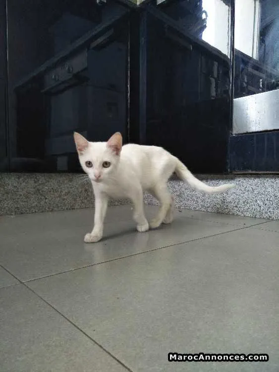 Magnifiques chatons - الدار البيضاء