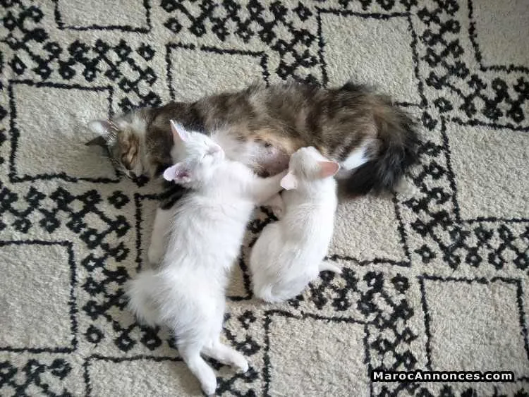 Magnifiques chatons - الدار البيضاء (3)