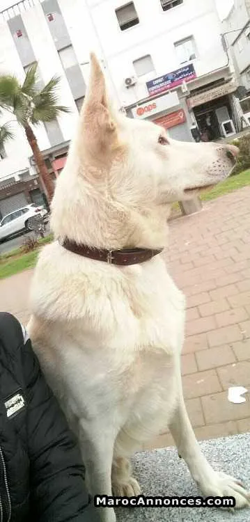 Chien berger suiss  à vendre - الدار البيضاء (2)