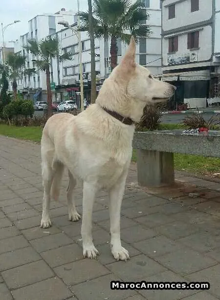 Chien berger suiss  à vendre - الدار البيضاء