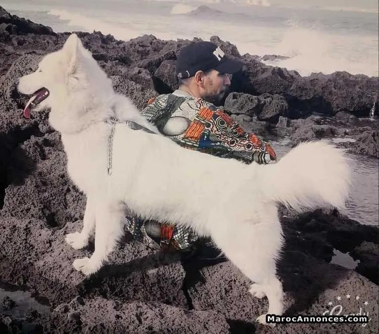 Husky - الدار البيضاء