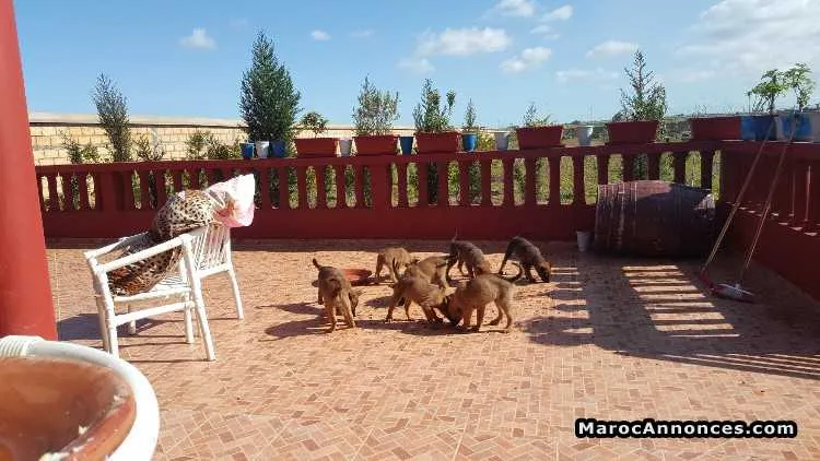 Animaux a vendre - الدار البيضاء