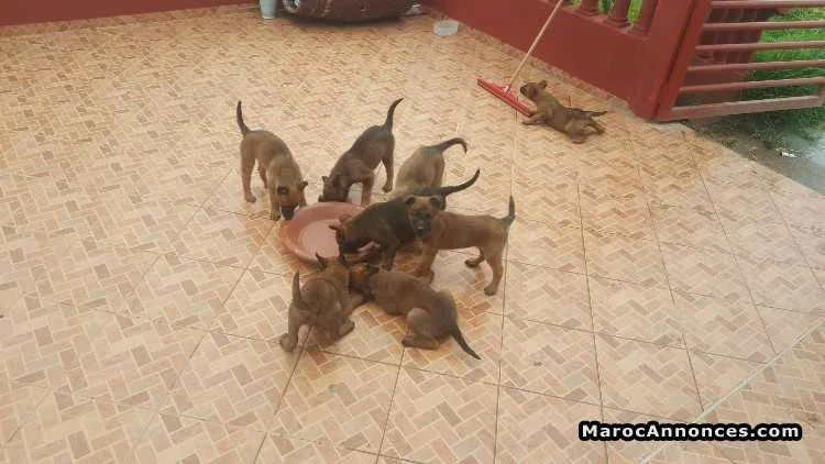 Animaux a vendre - الدار البيضاء (2)