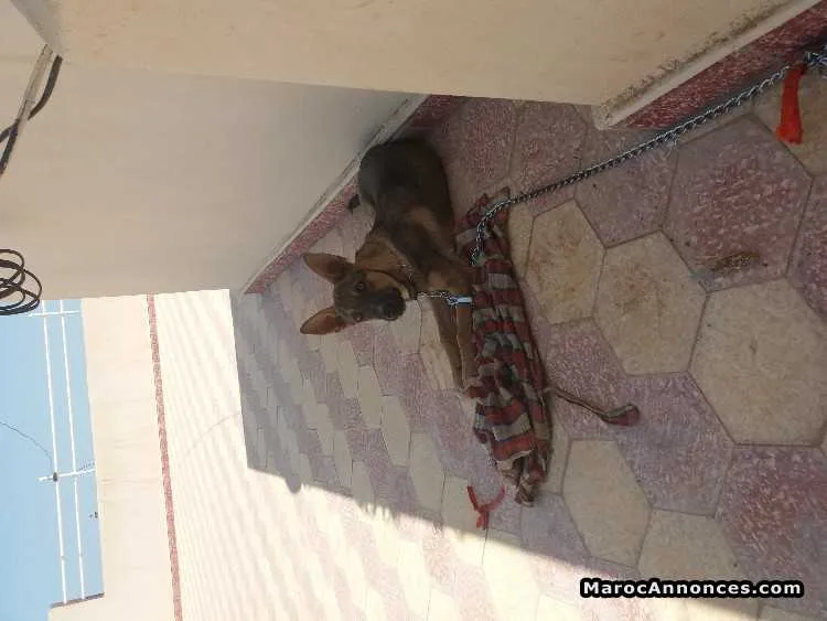 Malinois belg 2 mois et demi - الدار البيضاء (3)