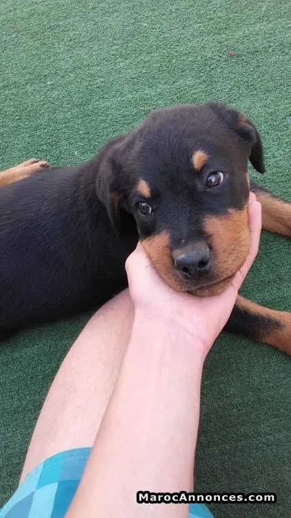 Rottweiler pedigree aleman - الدار البيضاء (2)