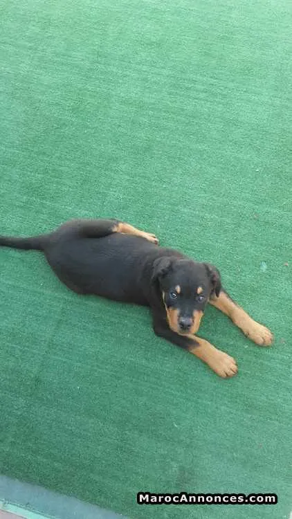 Rottweiler pedigree aleman - الدار البيضاء (3)