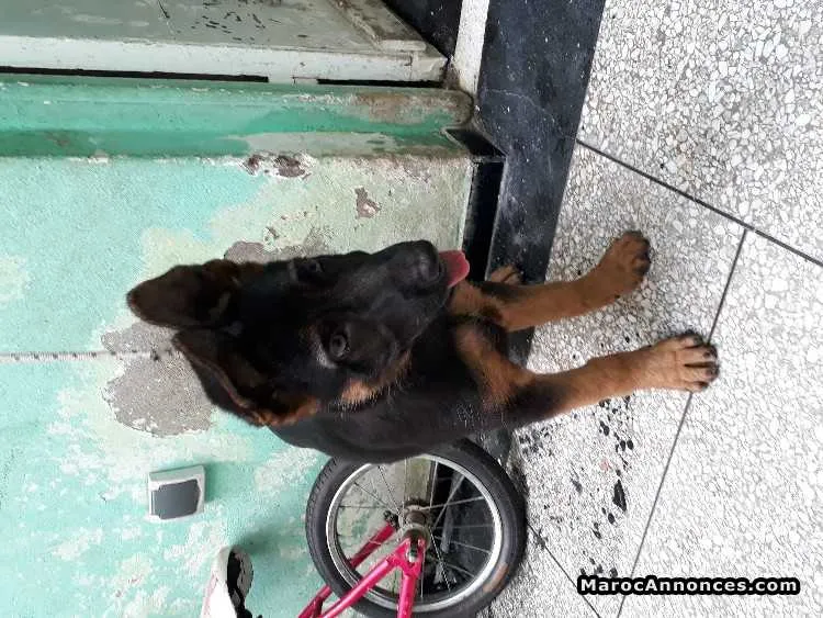 Chiots berger allemand - الدار البيضاء (2)