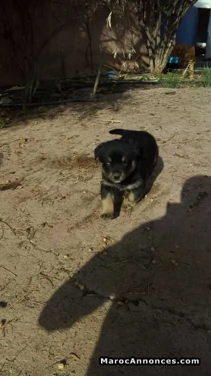 Rott croisé à vendre - الدار البيضاء (2)