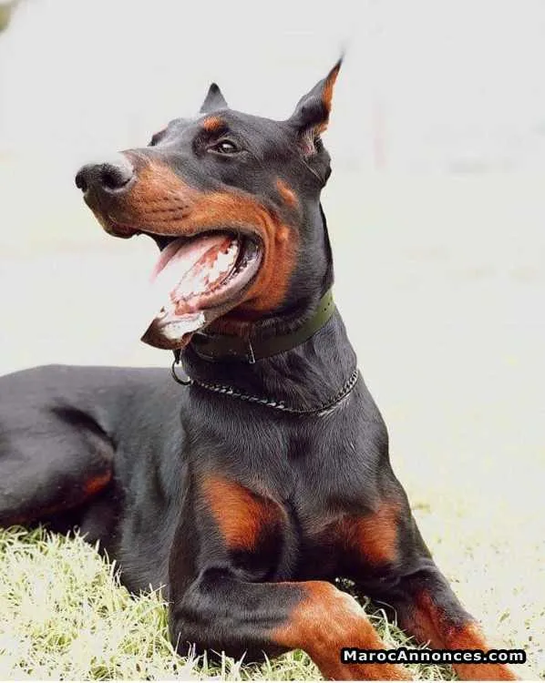 Chiot doberman avec pedigree - الدار البيضاء (3)