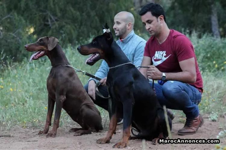 Chiot doberman avec pedigree - الدار البيضاء (2)