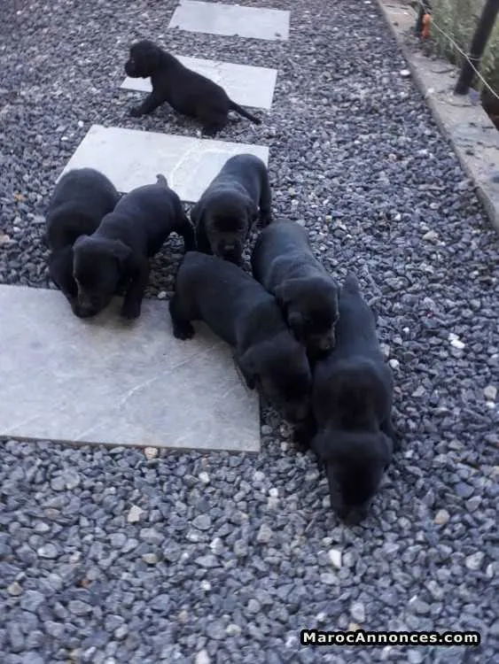 Bébé chien labrador noir - الدار البيضاء