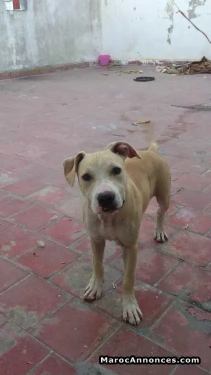 Chiot male stafxpit à vendre - الدار البيضاء (2)