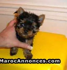 chiot yorkshire toy - الدار البيضاء