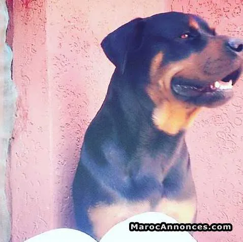 Rottweiler - الدار البيضاء (3)