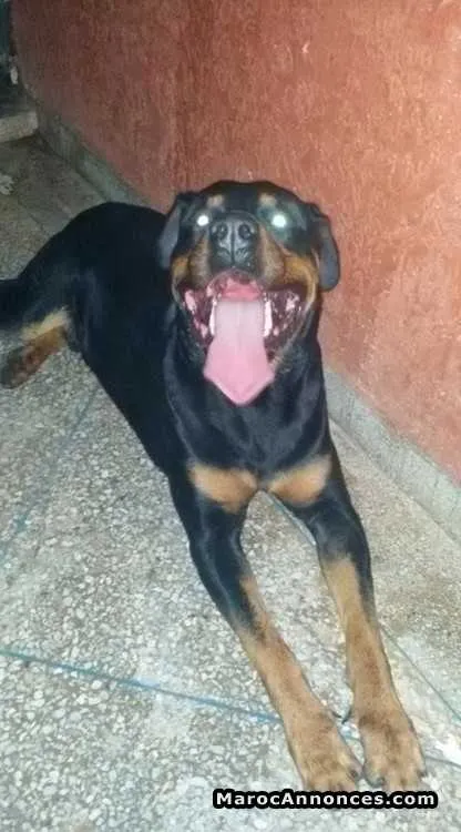 Rottweiler - الدار البيضاء