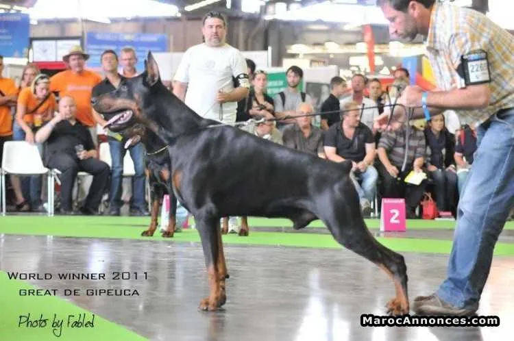 Chien chiot doberman pedigree - الدار البيضاء (3)