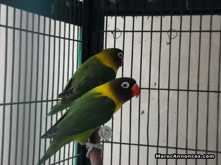 Oiseaux à vendre - الدار البيضاء (3)