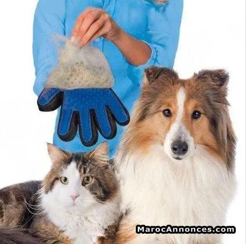 Gant magique pour chiens et chats - الدار البيضاء