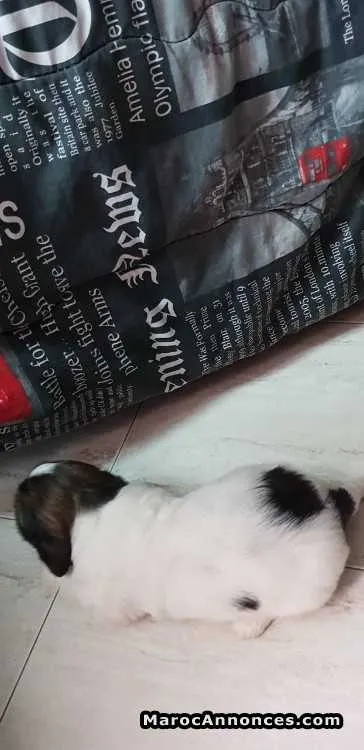 Chiot caniche - الدار البيضاء