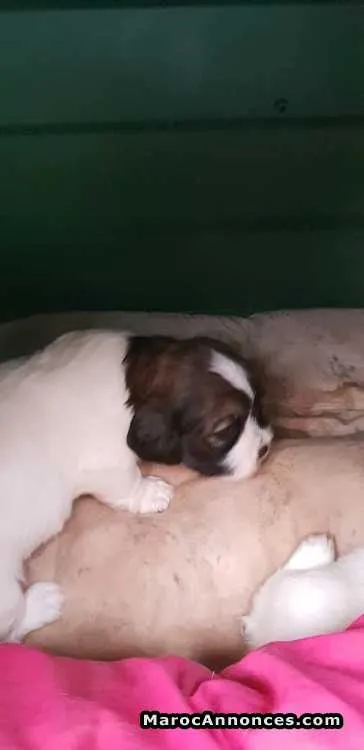 Chiot caniche - الدار البيضاء (2)