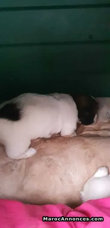 Chiot caniche - الدار البيضاء (3)