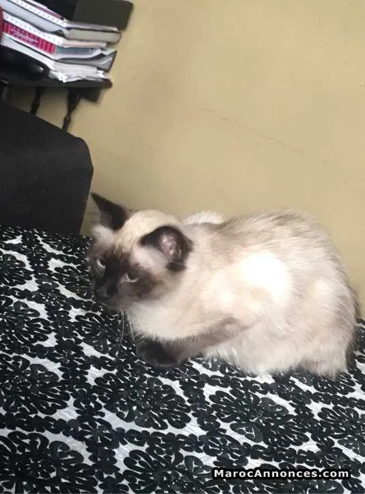 Chat siamoi femelle 5 mois pur race - الدار البيضاء