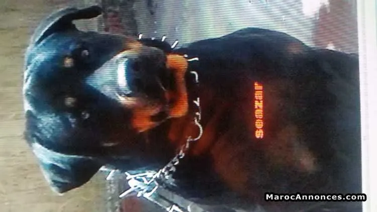 Rott male couple .4jour - الدار البيضاء (2)