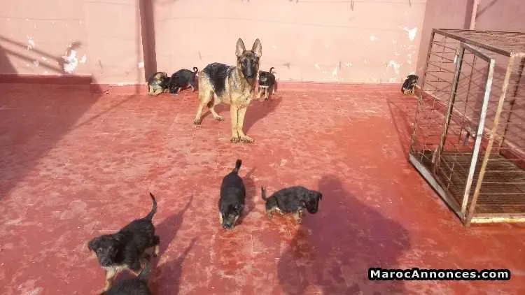 Chiots berger allemand - الدار البيضاء (2)