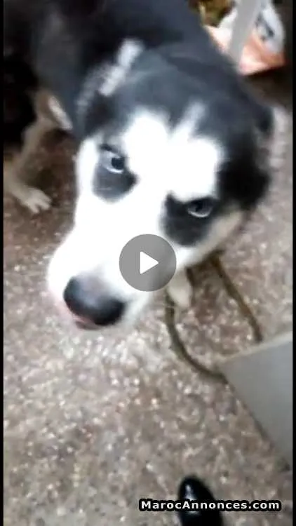 Chien husky - الدار البيضاء