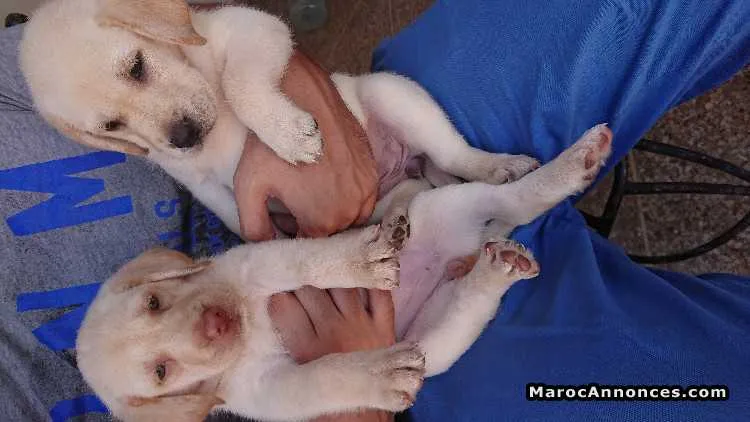 Chiot labrador - الدار البيضاء (2)