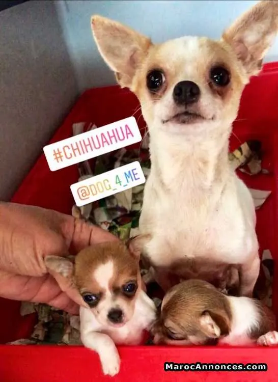 Chihuahua chiot - الدار البيضاء