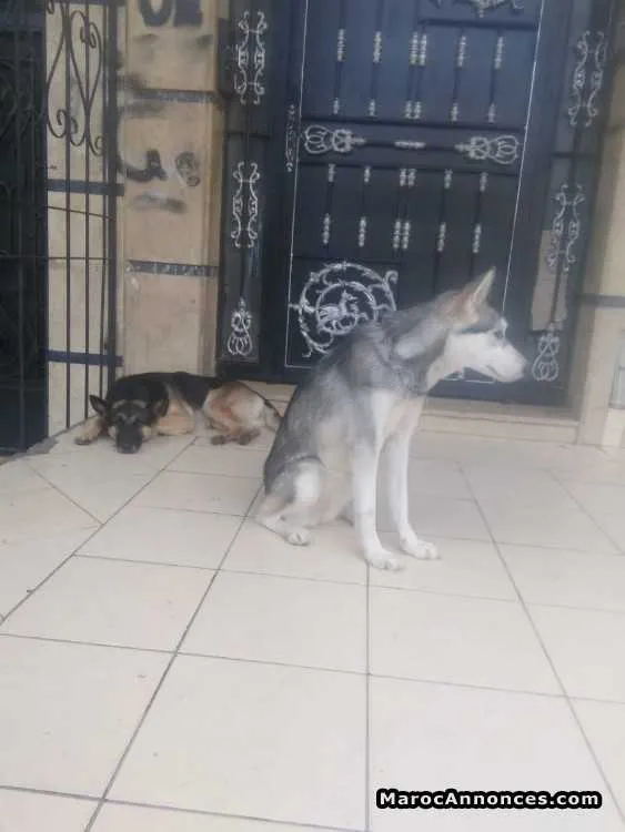 Chien à vendre - الدار البيضاء