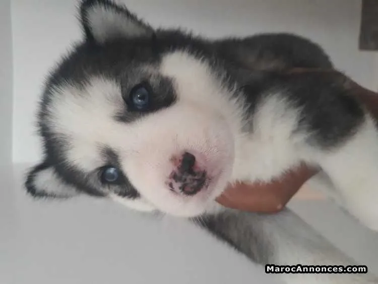 Chiots husky seberien - الدار البيضاء (3)
