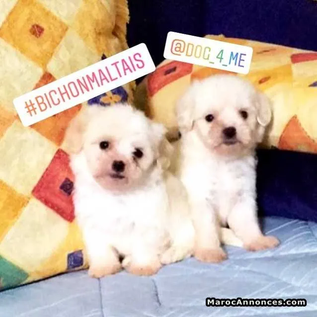Chiots bichon maltais - الدار البيضاء