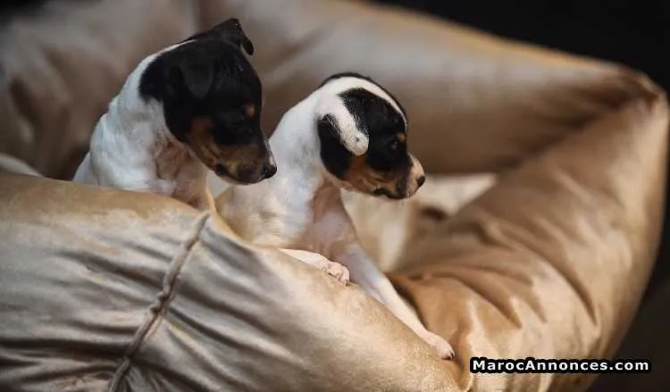 Chiots jack russele pur race importé d'espagne  à vendre - الدار البيضاء (3)