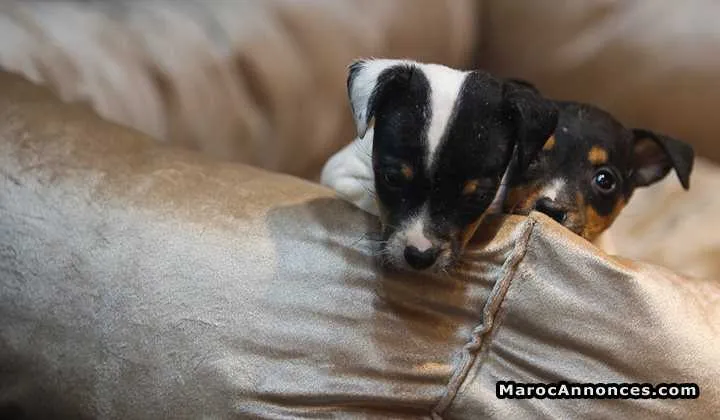 Chiots jack russele pur race importé d'espagne  à vendre - الدار البيضاء
