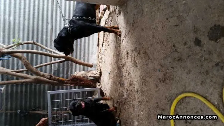 petite femelle rottweiler - الدار البيضاء (3)