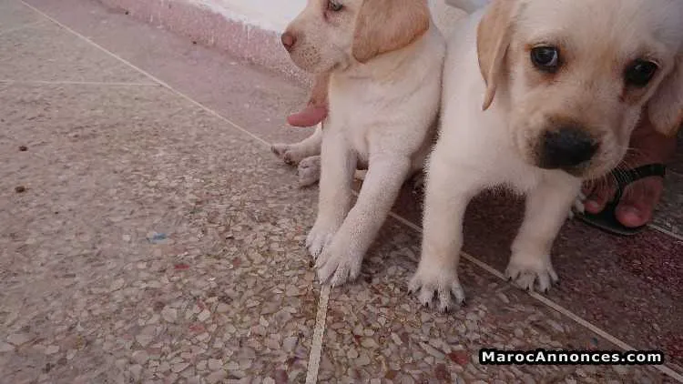 Labrador à vendre - الدار البيضاء (2)