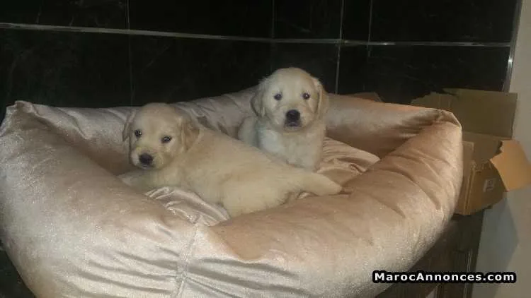 Chiots golden retreiver pure race age 2 mois - الدار البيضاء