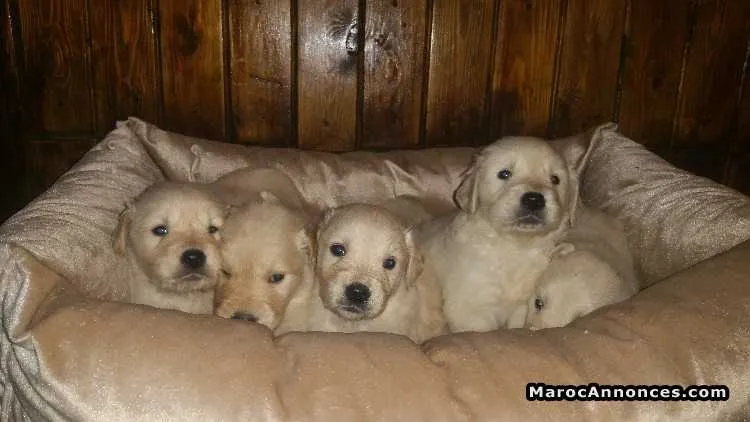 Chiots golden retreiver pure race age 2 mois - الدار البيضاء (3)