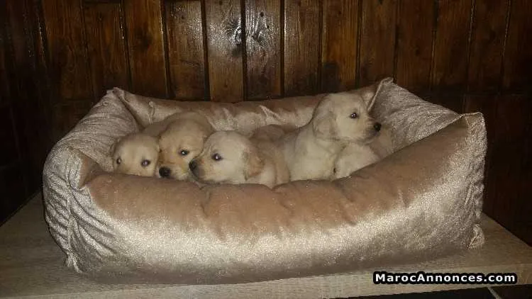 Chiots golden retreiver pure race age 2 mois - الدار البيضاء (2)