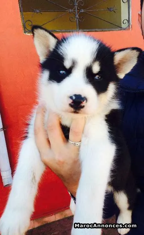 Chiot husky à vendre - الدار البيضاء (2)