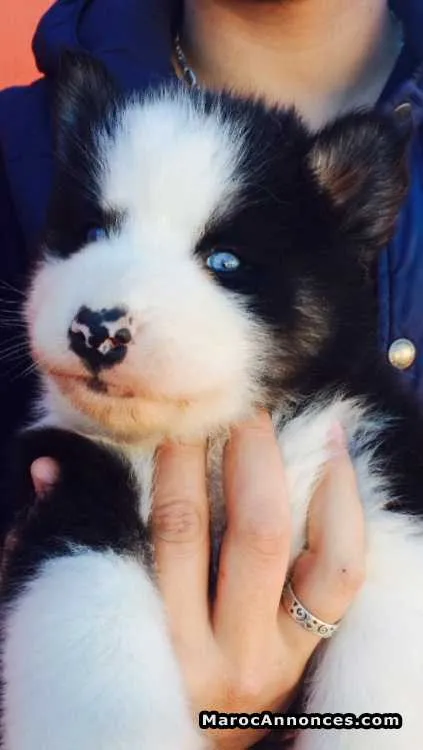 Chiot husky à vendre - الدار البيضاء